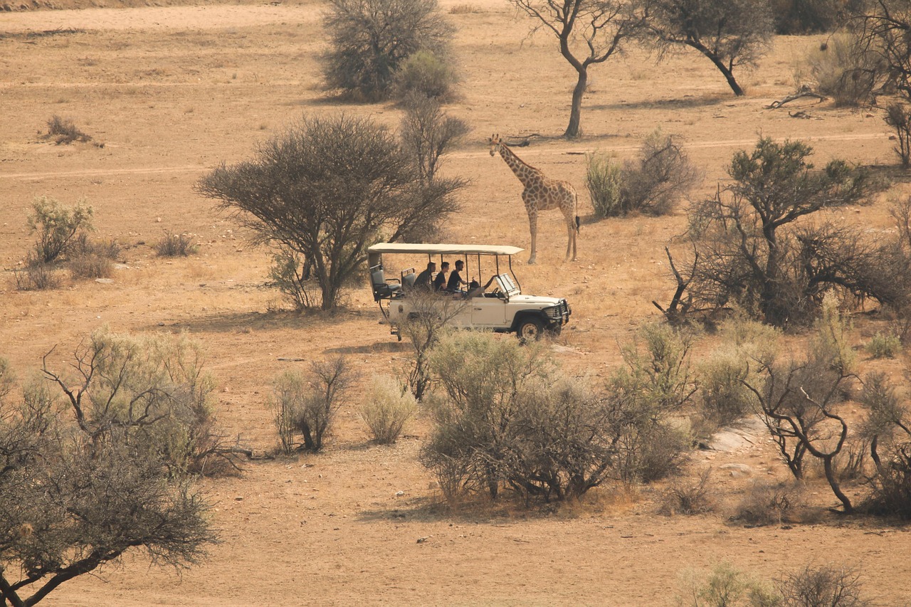 savannah, africa, nature, safari, tour, trip, grassland, plants, trees, giraffe, wilderness, south africa